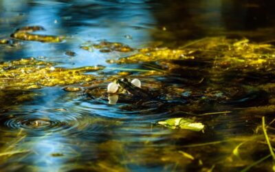 Water Conservation Programs | 💦 Saving Water In Colorado: It’s…