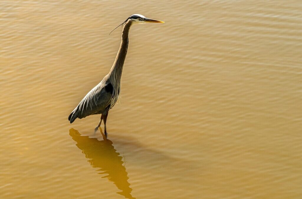 Water Conservation Techniques In The Great Basin ~ The Laguna…