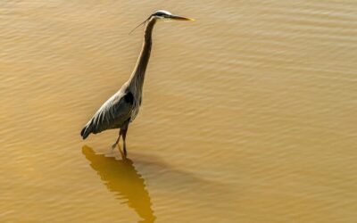 Water Conservation Techniques In The Great Basin ~ The Laguna…