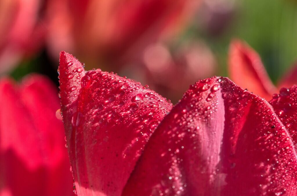 Water-efficient Irrigation Techniques / The Great Basin: A Thirsty Land…