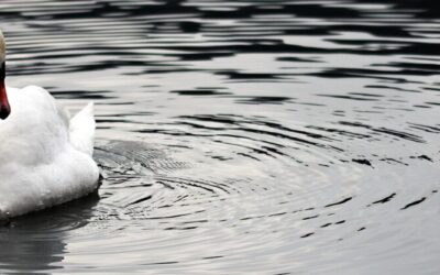 Water Reclamation ~ The Laguna Salada: A Desert Oasis In…