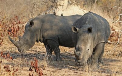 Water Relocation And Conservation ~ Saving Our Thirsty Planet: Water…