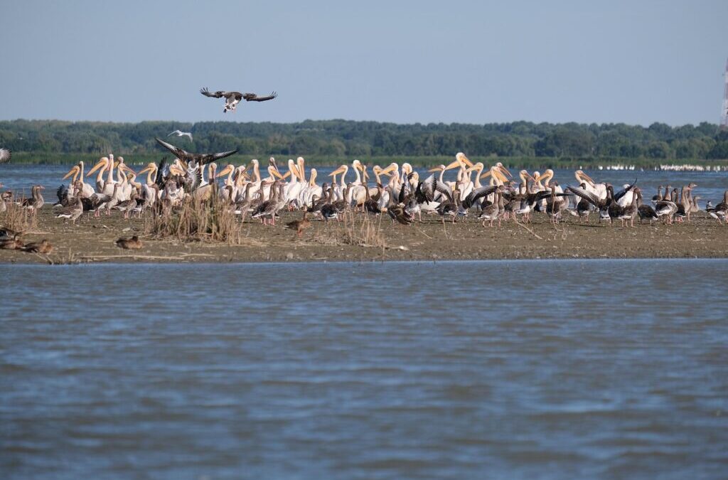 Water Relocation And Conservation / Earth’s Thirst: How We Can…