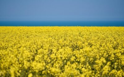 Water Scarcity Solutions For Agriculture – The Great Salt Lake:…