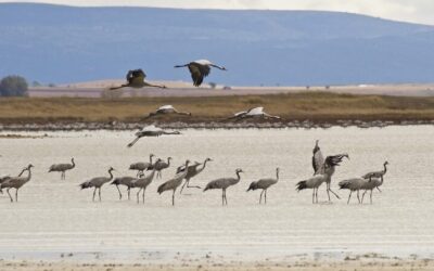 Water Treatment Solutions For Laguna Salada | The Laguna Salada:…