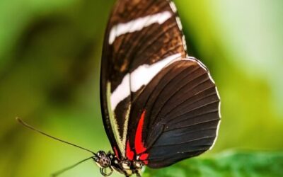 Great Basin Desert: The Laguna Salada: A Desert Oasis In…