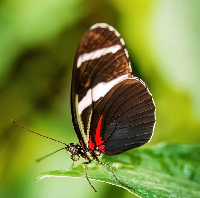 Great Basin Desert: The Laguna Salada: A Desert Oasis In…