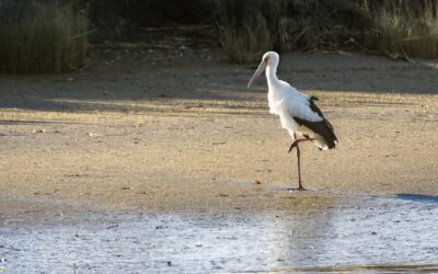 Laguna Salada Mexico | The Laguna Salada’s Water Woes: A…
