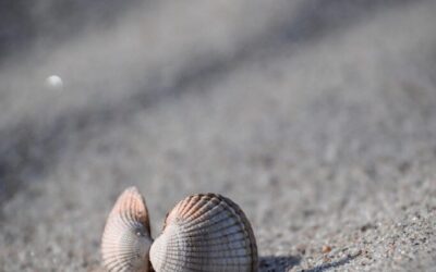 Movethewater, » Saving The Salton Sea: Can We Move The…