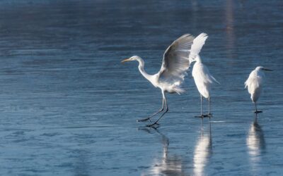 The Great Basin Desert ~ The Laguna Salada: A Desert…