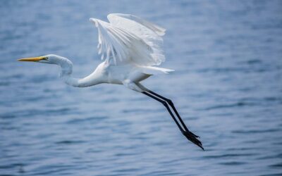 The Great Basin Desert: The Drying Lake: A Story Of…