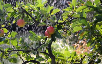 Efficient Irrigation Systems For Farms – The Great Basin’s Thirsty…