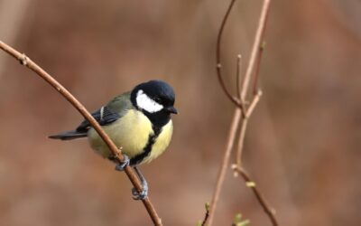 Great Basin Hydrology » The Laguna Salada: A Desert Oasis…