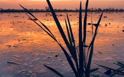 “Great Basin Water Conservation Methods” » The Great Basin: A…