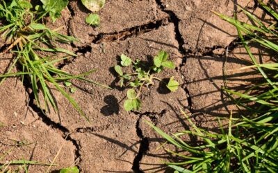 Impact Of Climate Change On Laguna Salada » The Amazing…