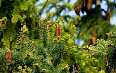 Sustainable Water Movement Techniques » Idaho’s Water Challenge: Finding Solutions…