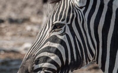 Water Conservation In Laguna Salada / The Laguna Salada: A…