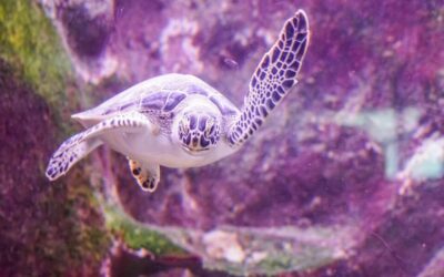 Water Conservation Programs: Saving Water In New Mexico: A Drop…