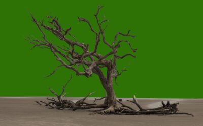 An Opinion Piece Arguing For The Need For Policies That…