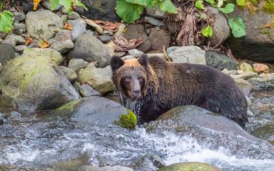 Effective Water Conservation Techniques: The Great Basin’s Thirsty Secret: Where…