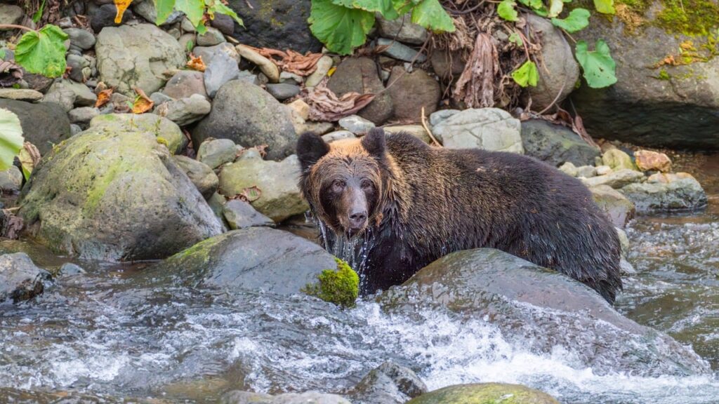 Effective Water Conservation Techniques: The Great Basin’s Thirsty Secret: Where…