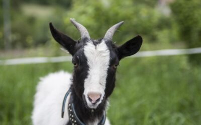 Related Keywords ~ 💧 The Desert’s Thirst: Understanding Water In…