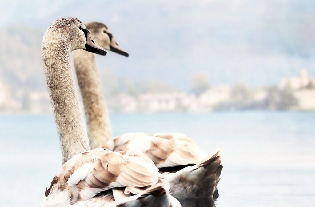 Water Reclamation » Quick Look: Laguna Salada’s Water Story Imagine…