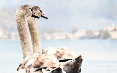 Water Reclamation » Quick Look: Laguna Salada’s Water Story Imagine…