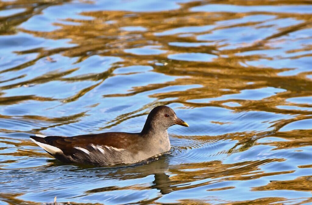 Water Reclamation / Unlocking The Desert’s Water Secrets: The Laguna…