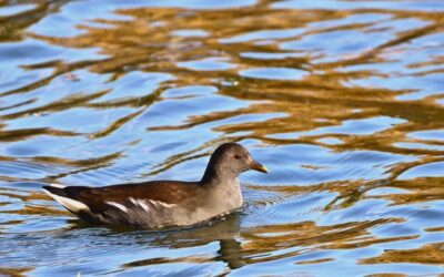 Water Reclamation / Unlocking The Desert’s Water Secrets: The Laguna…