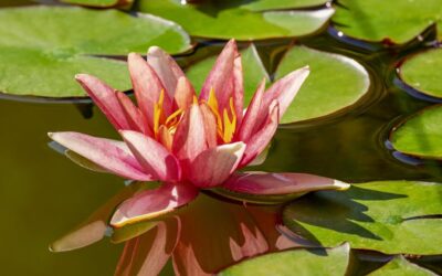 Water Reclamation – Unlocking The Desert’s Water Secrets: The Laguna…