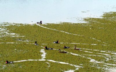 Laguna Salada Mexico » Unraveling The Mystery Of Laguna Salada’s…