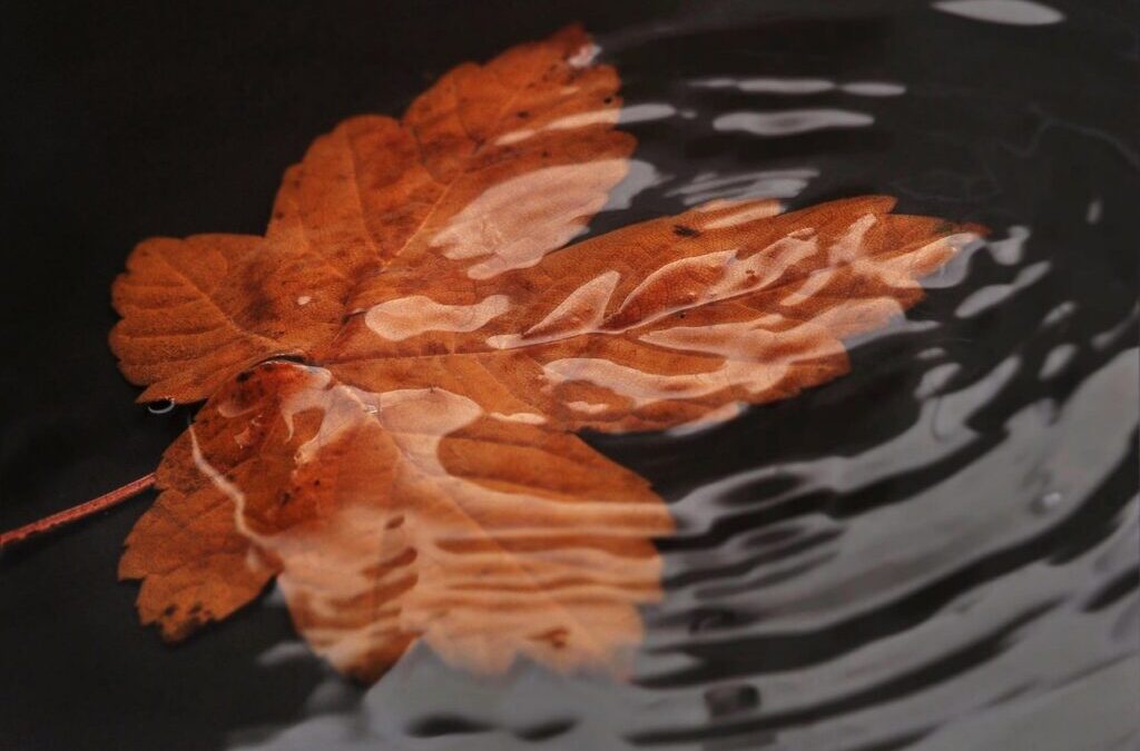 Benefits Of Water Reclamation In Laguna Salada – The Thirsty…