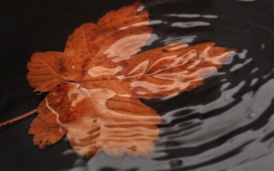 Benefits Of Water Reclamation In Laguna Salada – The Thirsty…