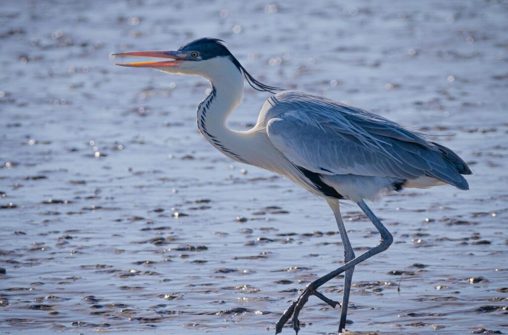 Benefits Of Water Reclamation In Laguna Salada / Laguna Salada:…