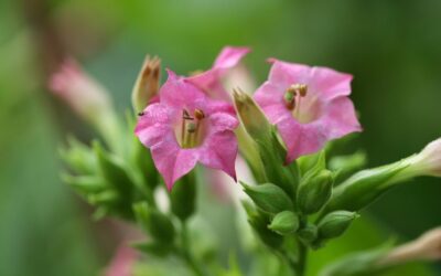 Crop Shifting And Drought-resistant Crops | “`html The Great Salt…