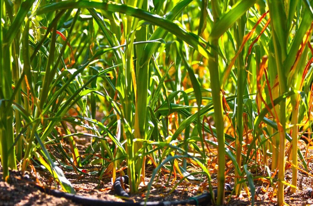 Drip Irrigation Solutions For Gardens / Okay, Here’s An Article…