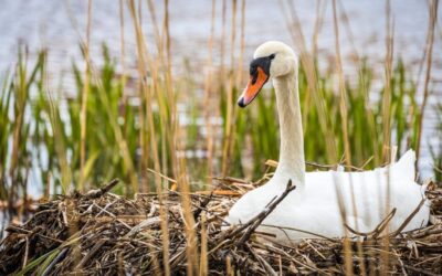 Effective Water Conservation Techniques – “`html The Great Basin’s Thirsty…