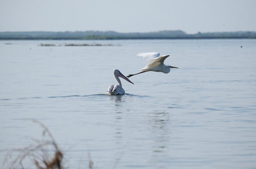 Effective Water Conservation Techniques: The Great Basin’s Thirsty Secret: Where…