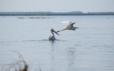 Effective Water Conservation Techniques: The Great Basin’s Thirsty Secret: Where…