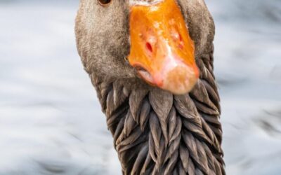 Effective Water Conservation Techniques – Okay, Here’s A Draft Article,…