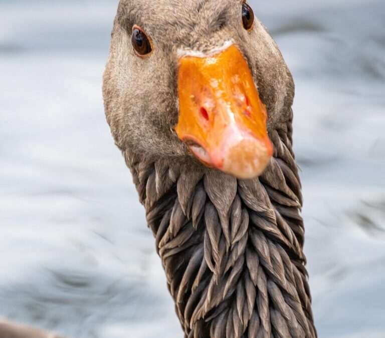 Effective Water Conservation Techniques – Okay, Here’s A Draft Article,…