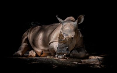 Effective Water Conservation Techniques / “`html The Great Basin’s Thirsty…