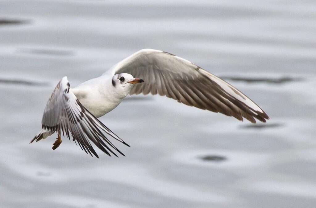 Enhancing The Natural Water Cycle ~ Okay, Here’s A Short,…