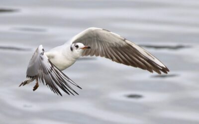 Enhancing The Natural Water Cycle ~ Okay, Here’s A Short,…