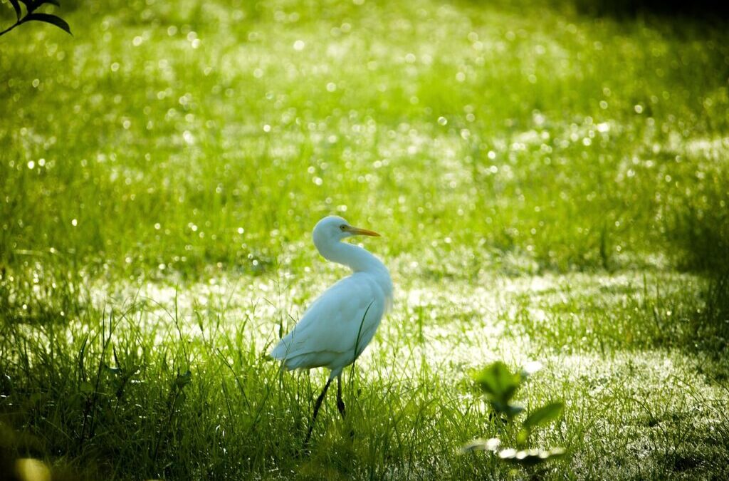 Great Basin Hydrology ~ The Thirsty Heart Of Laguna Salada:…