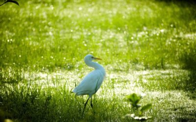 Great Basin Hydrology ~ The Thirsty Heart Of Laguna Salada:…