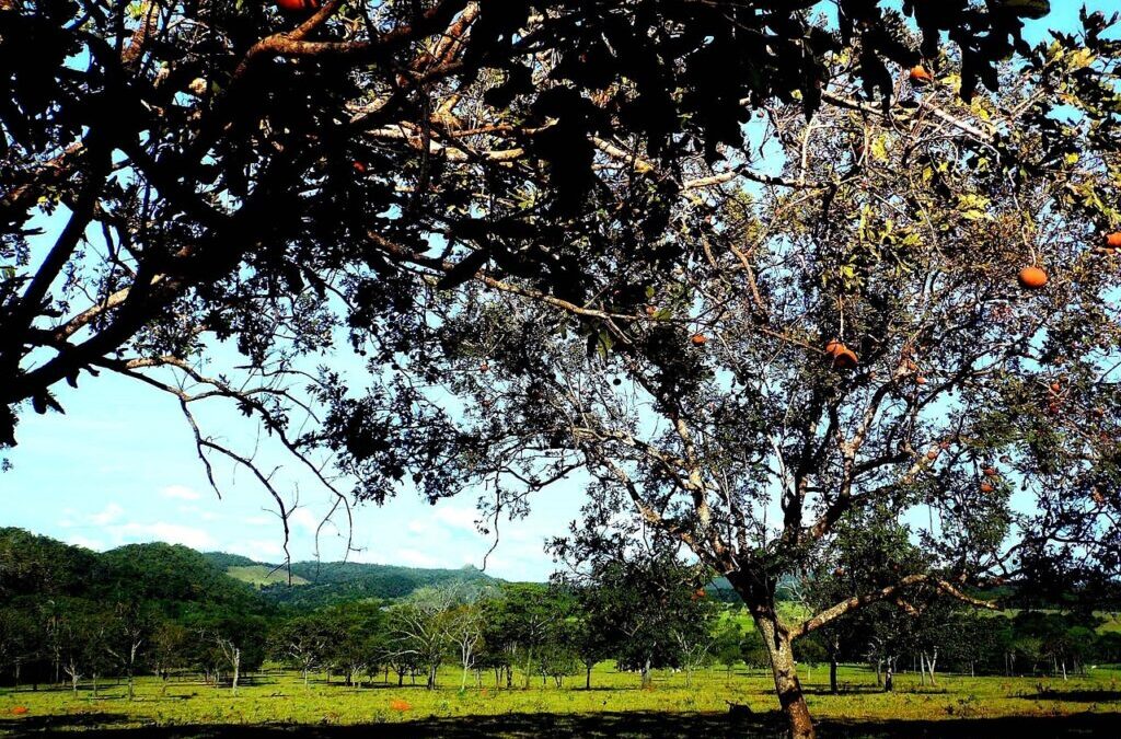 “Great Basin Long-term Water Plans” / The Great Basin’s Thirsty…