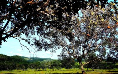 “Great Basin Long-term Water Plans” / The Great Basin’s Thirsty…