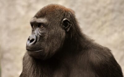 “Great Basin Water Conservation Methods” » The Great Basin’s Thirsty…